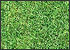 Add Grass and Mulch