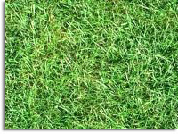 Grass and Mulch Soil Ground Cover