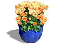 Add Planters and Container Gardens