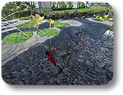 Pond and water garden design