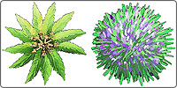 Soft landscaping symbols